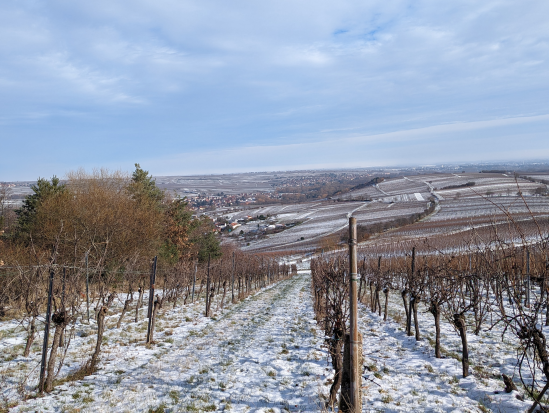 Rund um die Madenburg,
21. Januar 2024